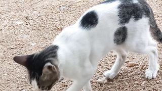 Pussycat 4
