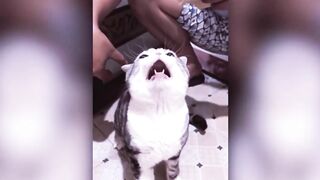 Funny Cats and Dogs Compilation Don't Try To Laugh.!