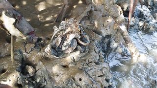 Wow Amazing! collecting and eating oyster in mangrove forest in low tide
