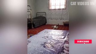 Funniest Animals Video 2023 Funniest Cats and Dogs Compilation Funny Animal Videos