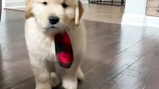 Funny Cats and Dogs Compilation! ????????