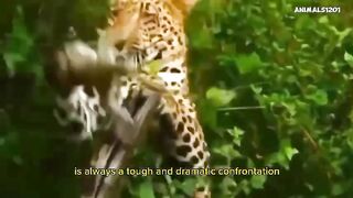 The Leopards Trembled Fight For Survive At The Anger Of The Monkeys - Animals1201