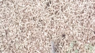 Tailless Lizard