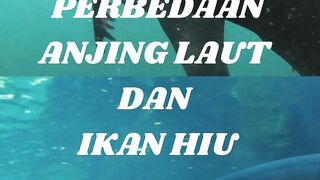 Ikn hiu
