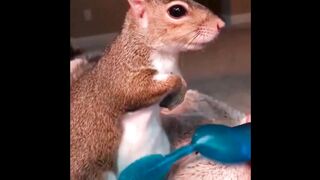 Cute Squirrel wants some Brushing   Relaxing and Funny animal video