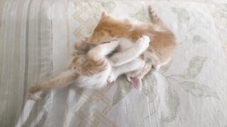Funny Animal Videos 2023  Funniest Cats And Dogs Video 2