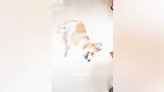 funny cats 11
