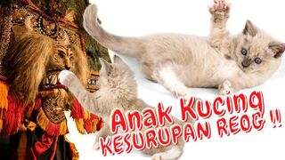 Detik detik kucing ???