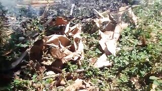 Api mmbakar rumput