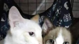 Random kucing lucu tapi ngakak????