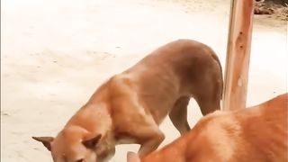 Mirror Prank on Street Dogs