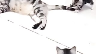 Cat's world