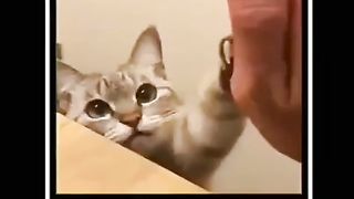 my man cat ????