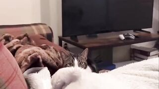 Funny Moments Caught on Camera with Dogs and Cats"