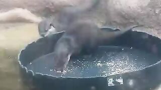 The otter boys are setting sail on their snack raft!