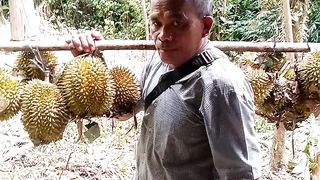 Musim Durian