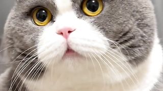 funy cat 4