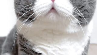funiest cat