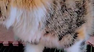 Kucing yang menggemaskan