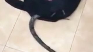 video 151