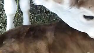 गाय का बछड़ा #cow