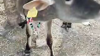 गाय/भेंस के बच्चे कमजोर क्यों हो जाते है