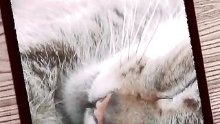 Cute cat 44