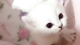 Funny Animal|Cat