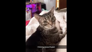 Funniest Animals Videos 2023  Try Not To Laugh Funny Dogs And Cat .