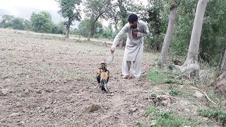 Desi Rooster training for fighting