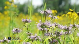 Nature_ Pollinators