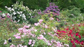 Nature_ New York Botanical Garden