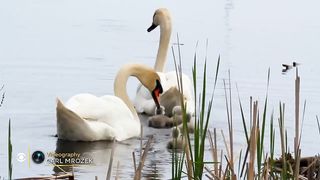 Nature Mute swans