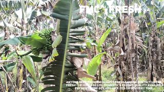 Banana sales from india at very very cheap (0.02 USD / KG)