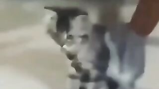 Animal cat so funy