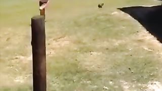 Animal funy moment