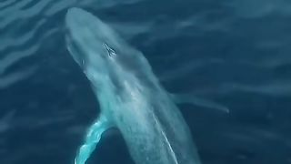 baleia-azul.