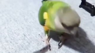 Burung pintar bersandiwara