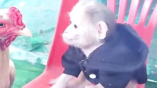 monkey and chicken