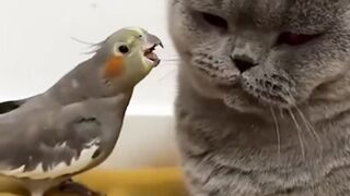 Birds and cats