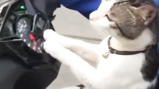 Cat traveling by motorbike