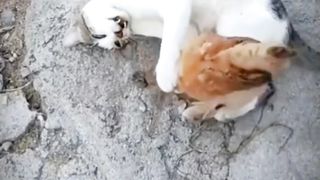 Cat vs chicken
