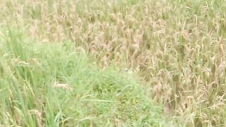 Sawah 3