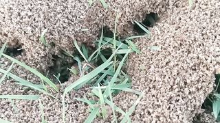 Ant Dunes