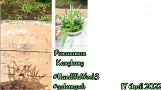 hydroponic vegetable