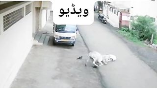 DONKY IS VERRY DANGER