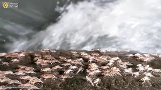 Inilah alasan kenapa udang naik ke darat