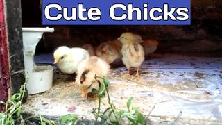 Oddly Satisfying Sleep Video With Chicks