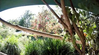 Cute Koala climbing and jumping around