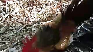 Funny chicken |Ayam Lucu